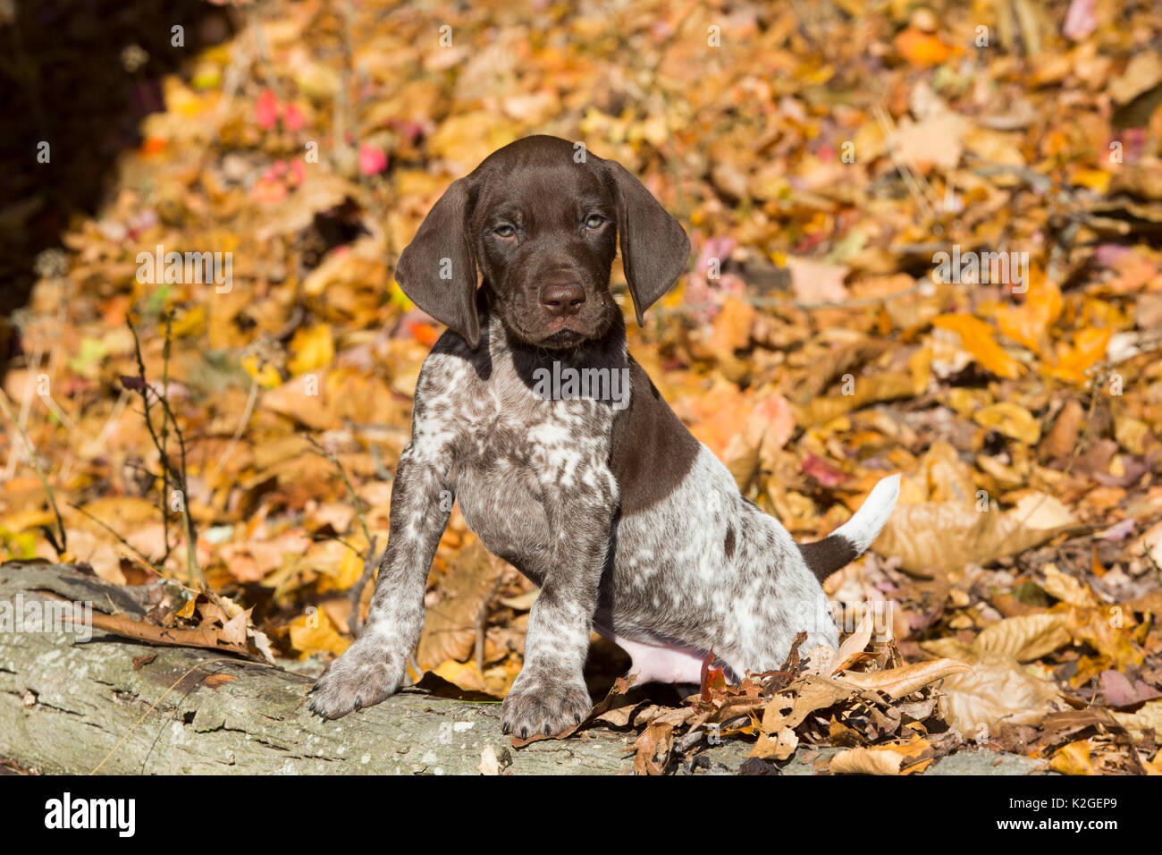 German shorthair pointer cachorro, Pomfret, Connecticut, EE.UU. Foto de stock