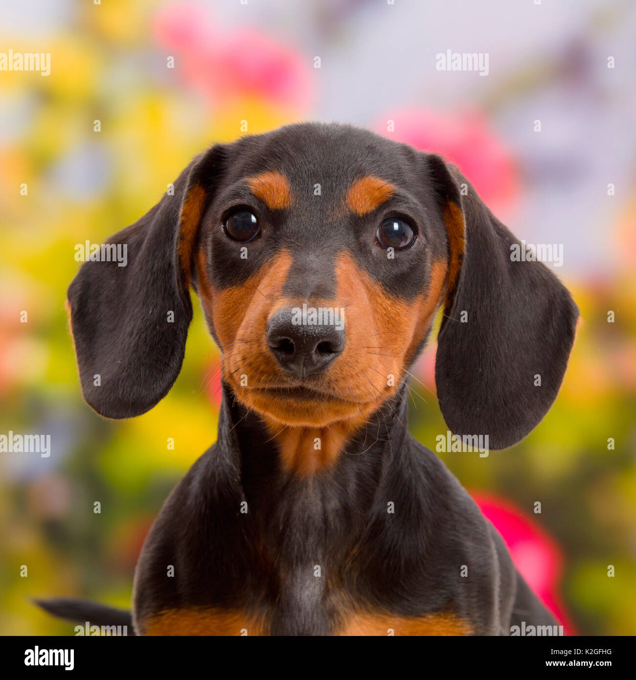 Negro-y-broncea Teckel cachorro retrato. Foto de stock