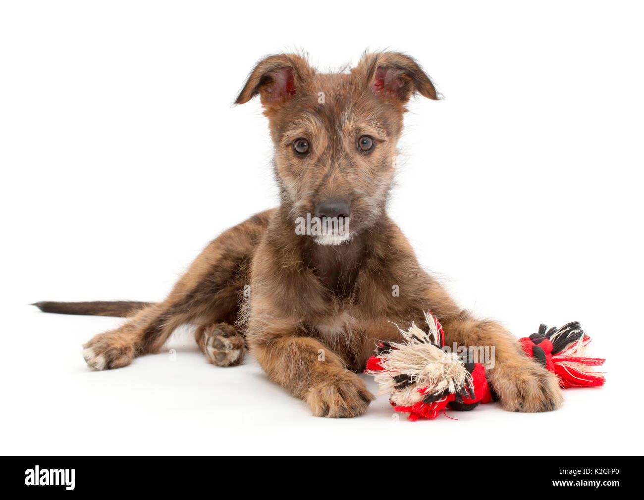 Atigrado perro cachorro de perro acostado con cabeza ragger juguete. Foto de stock