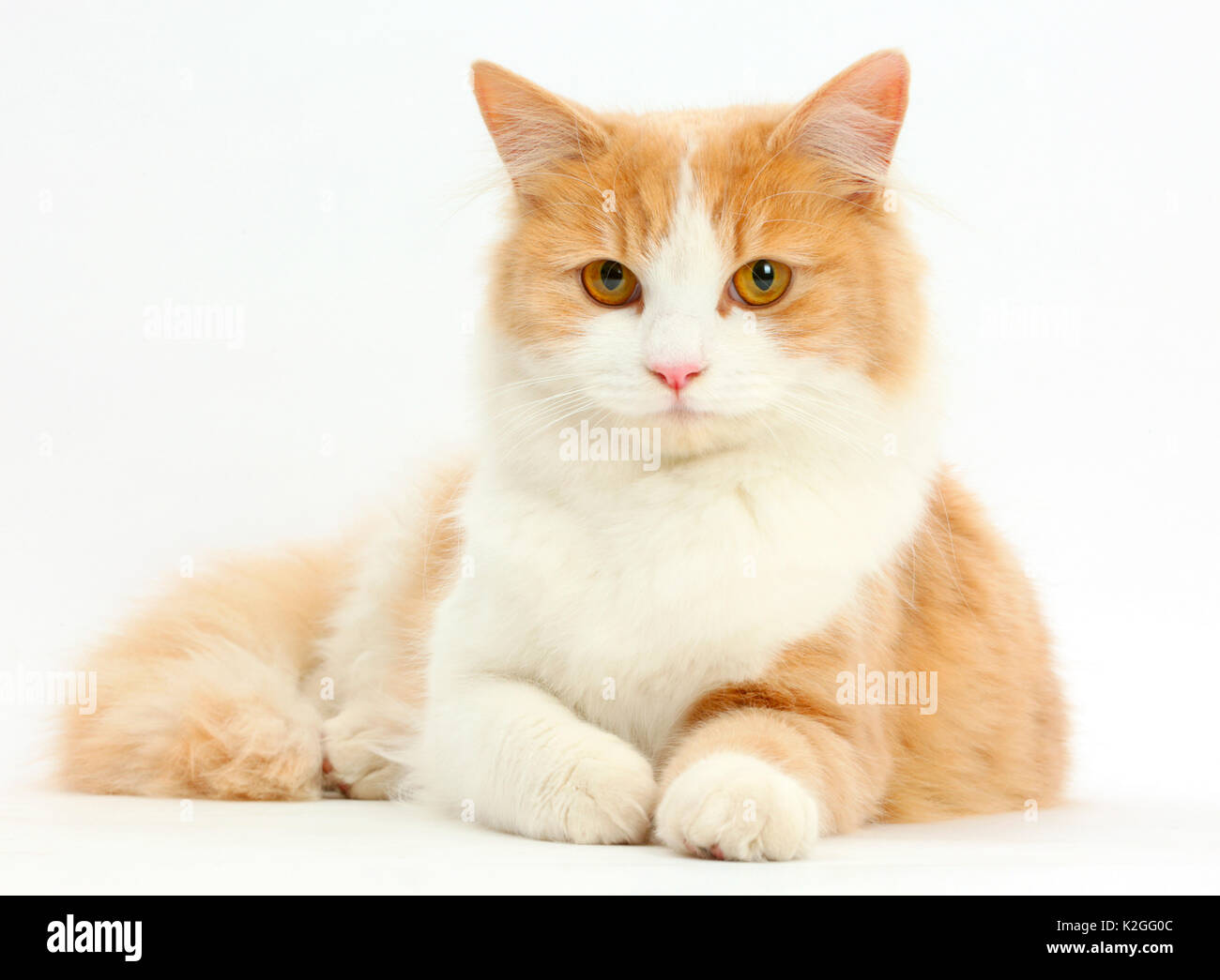 Jengibre y blanco gato siberiano acostado con la cabeza hacia arriba. Foto de stock