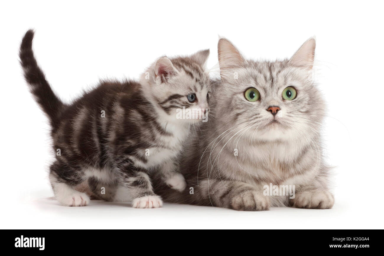 Silver tabby kitten, edad 4 semanas con su madre. Foto de stock
