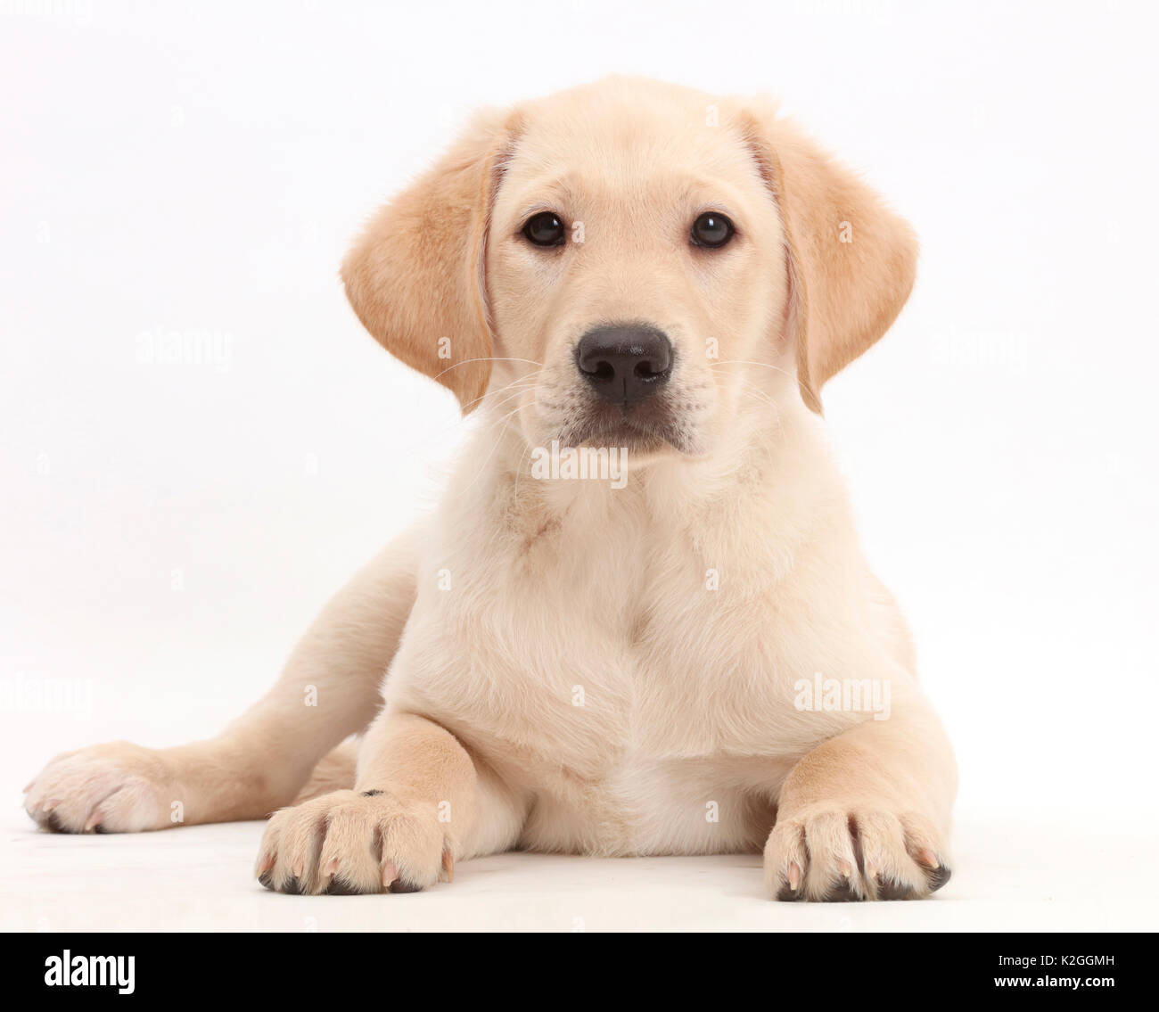 Labrador Retriever amarillo cachorro, edad 9 Semanas, tumbado con la cabeza hacia arriba. Foto de stock