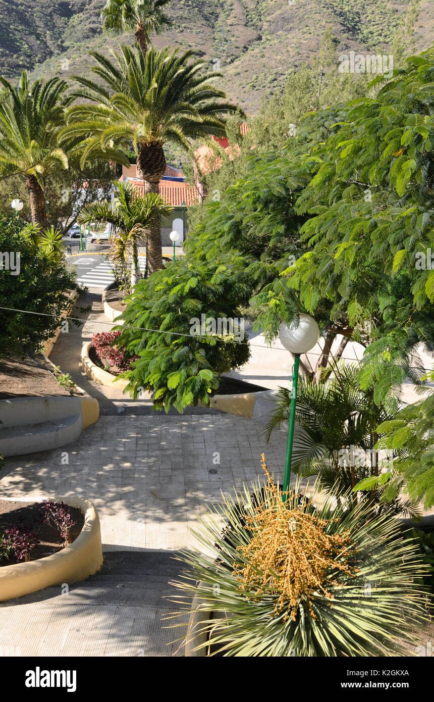 Isla Canaria de la palma datilera (Phoenix canariensis) y el orgullo de Barbados (Caesalpinia pulcherrima), Mogán, Gran Canaria, spanien Foto de stock