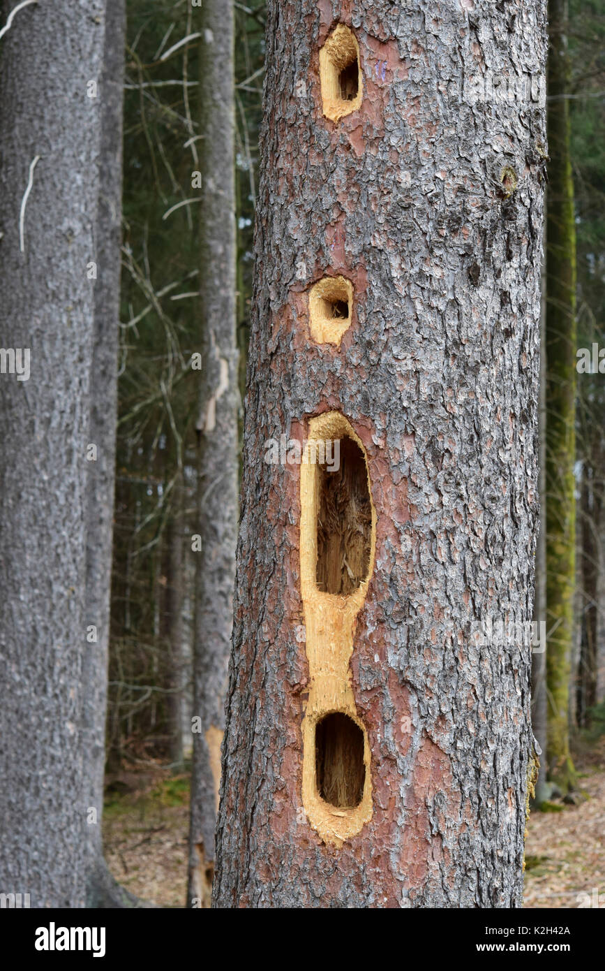 Los agujeros en el tronco de un abeto producida por el Carpintero Negro (Dryocopus martius) Foto de stock
