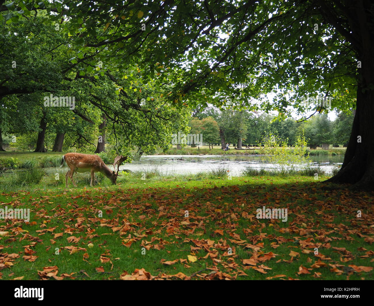 Venados pastando por un lago en Dunham Massey Deer Park. Foto de stock