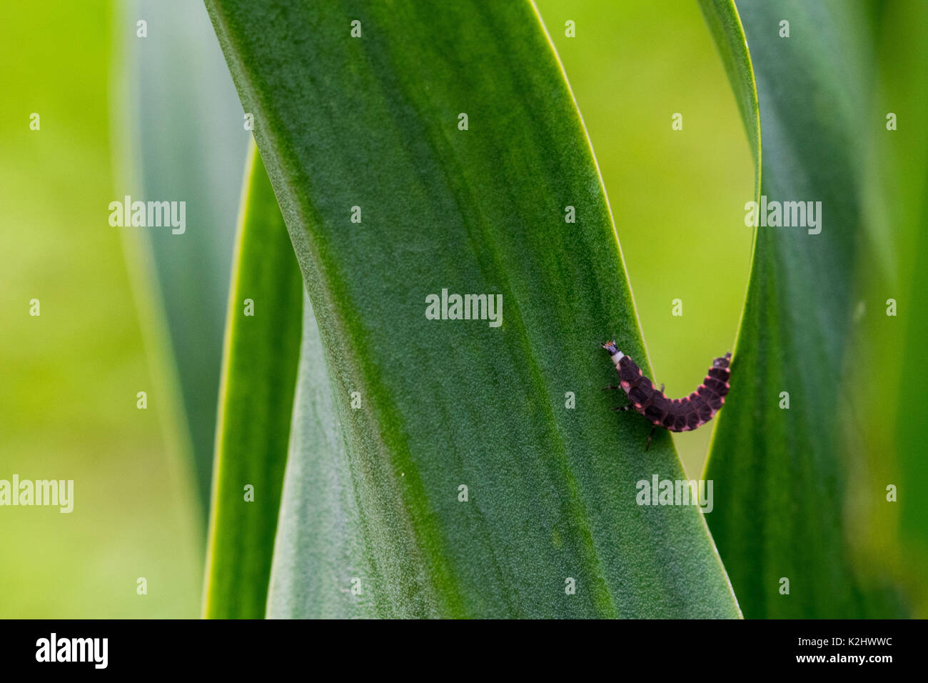 Una rosa y negro Luciérnagas larva luchando para subir la hoja de una planta en la campiña maltesa, Malta Foto de stock