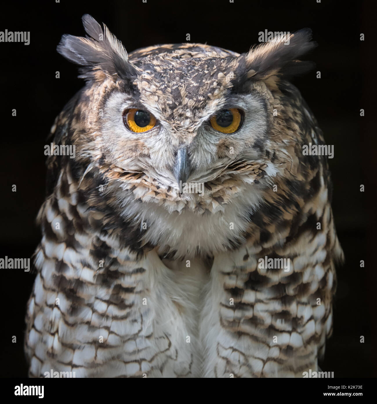 Cerrar la cabeza un retrato de mackinders búho real bubo capensis mackinderi mirando directamente hacia adelante con un fondo oscuro formato cuadrado Foto de stock