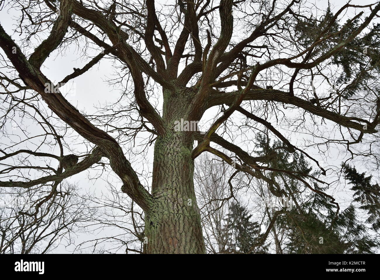 Ramas de los arboles sin hojas fotografías e imágenes de alta