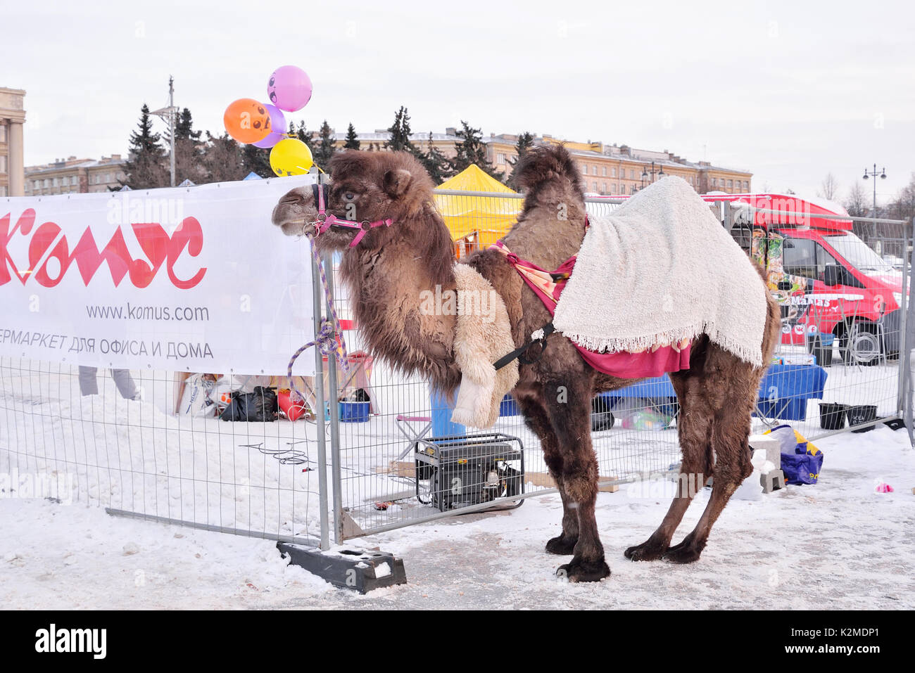 Camello es durante el carnaval en la zona de Moscú Foto de stock