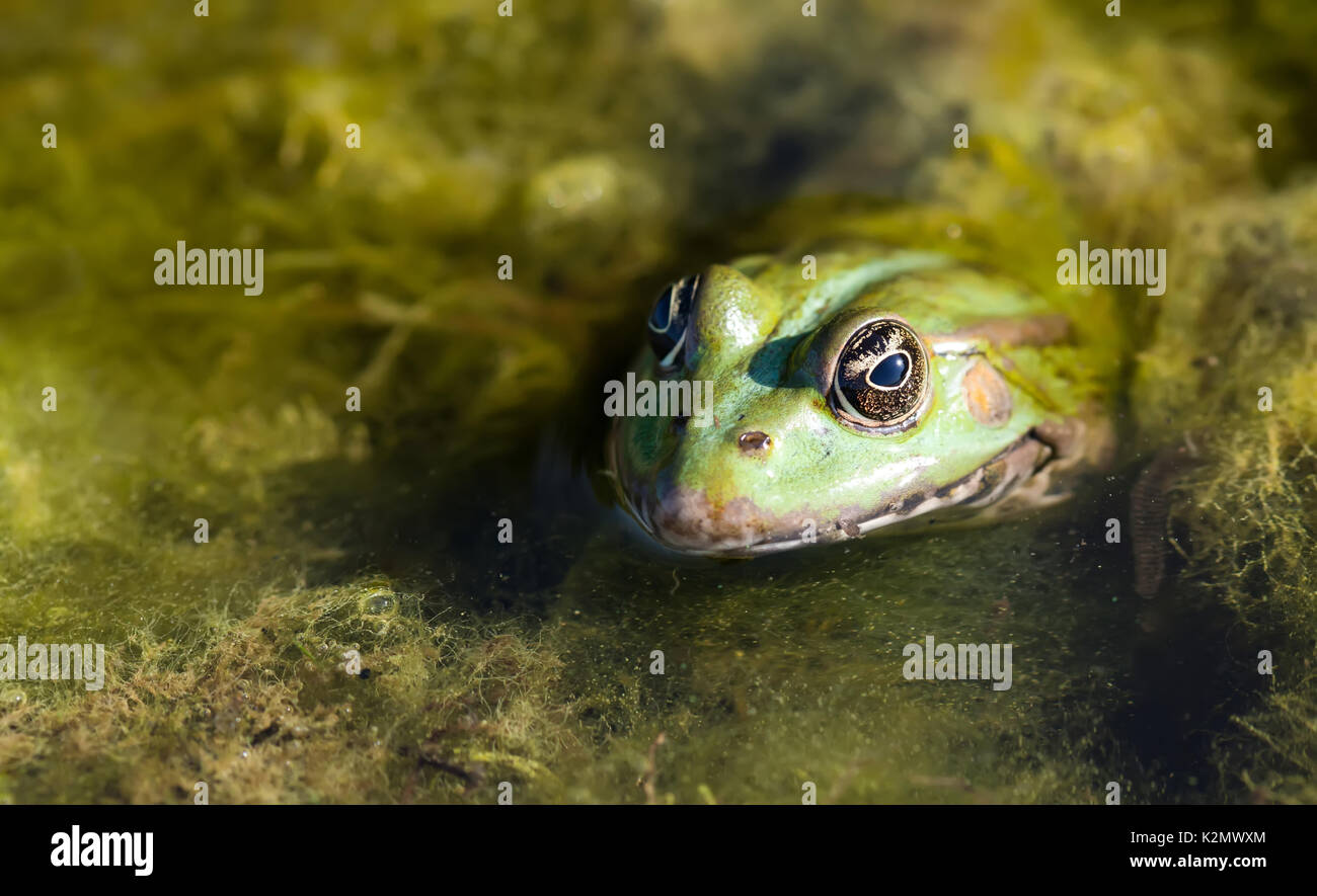 Marsh rana verde hábitat natural, camuflaje anfibio Pelophylax ridibundus. Vista macro, el enfoque selectivo, Río de fondo plantas Foto de stock