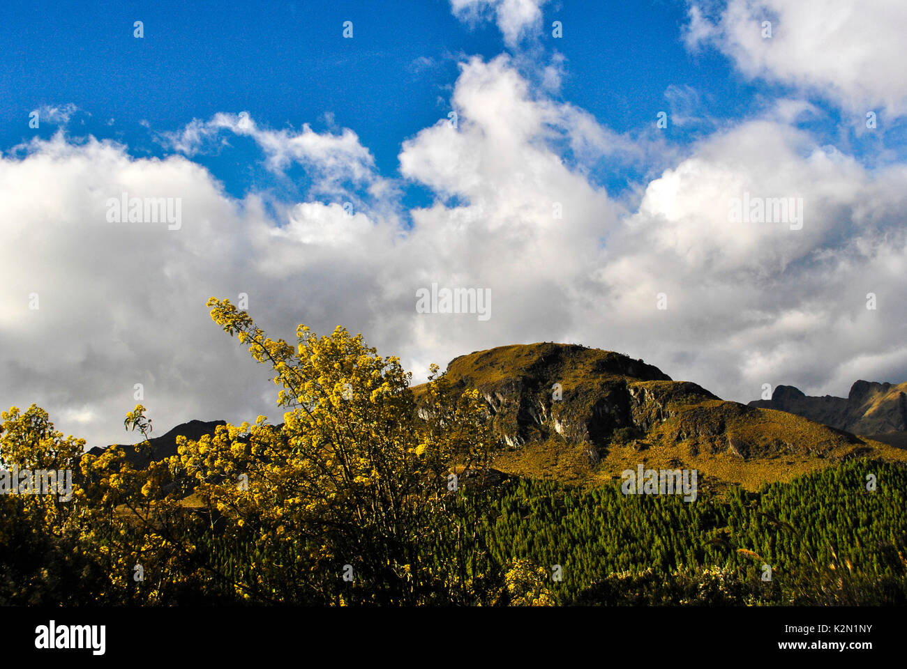 Cajas National Park (en español: Parque Nacional Cajas) en la Sierra del Ecuador. Se encuentra a unos 30 km al oeste de la ciudad de Cuenca. Provincia de Azuay. Ecua Foto de stock