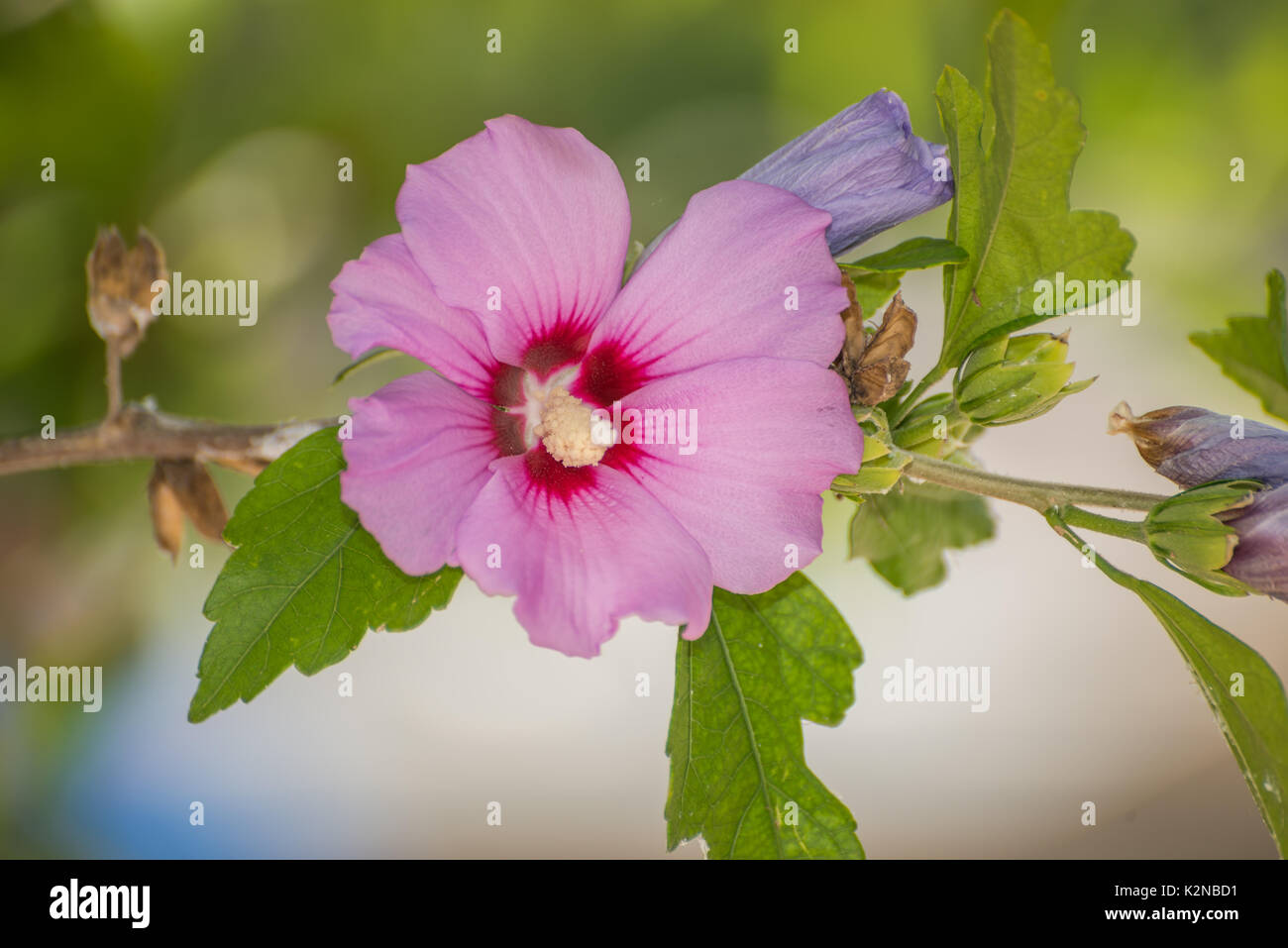 Pink Hibiscus Flor Foto de stock