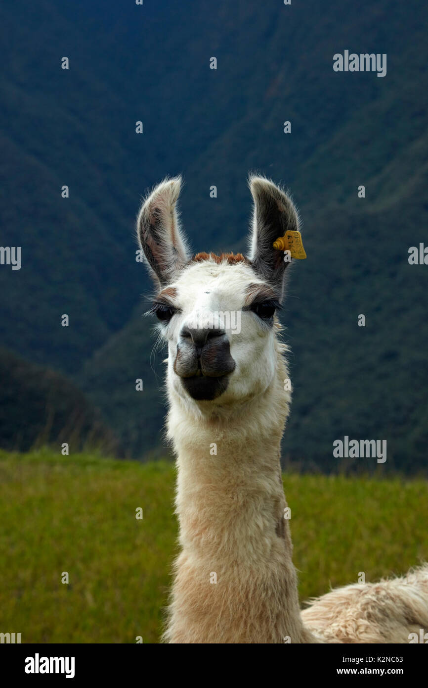 Llama a Machu Picchu (Patrimonio de la Humanidad), Perú, América del Sur Foto de stock