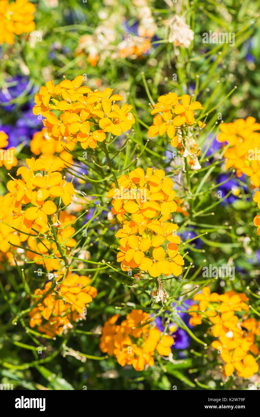 Alhelí siberiano (Erysimum × marshallii) Foto de stock