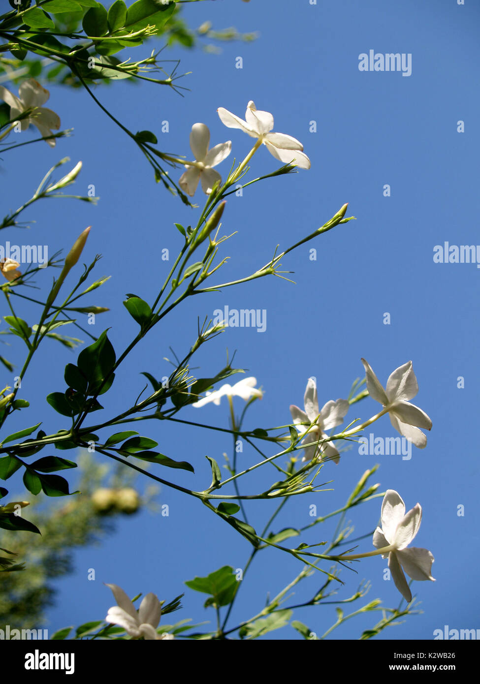 Jazmín y cielo azul Fotografía de stock - Alamy