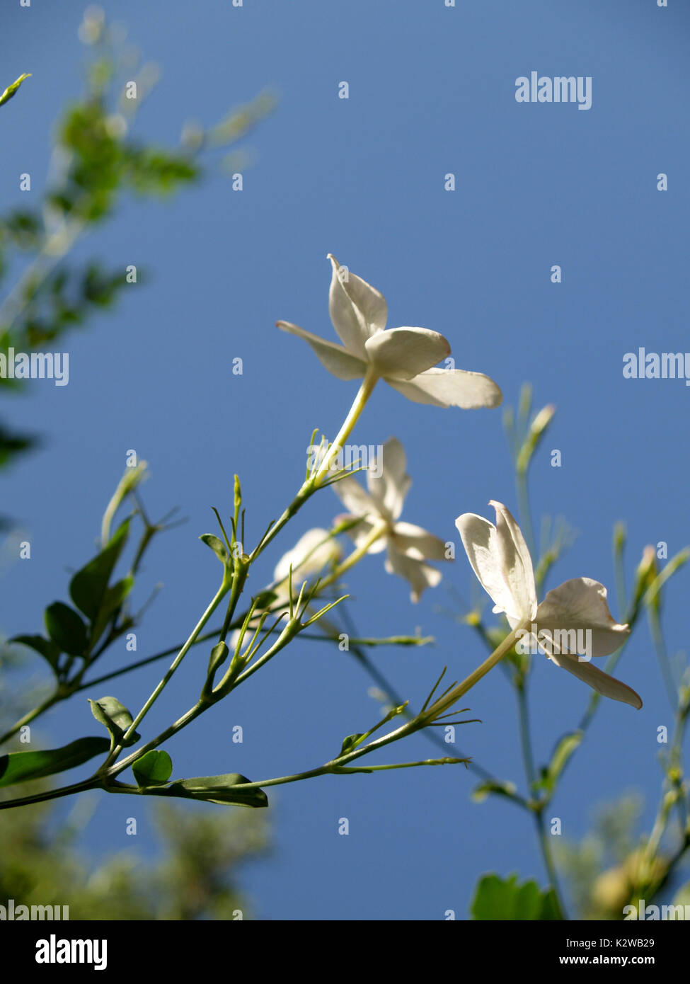 Jazmín y cielo azul Fotografía de stock - Alamy