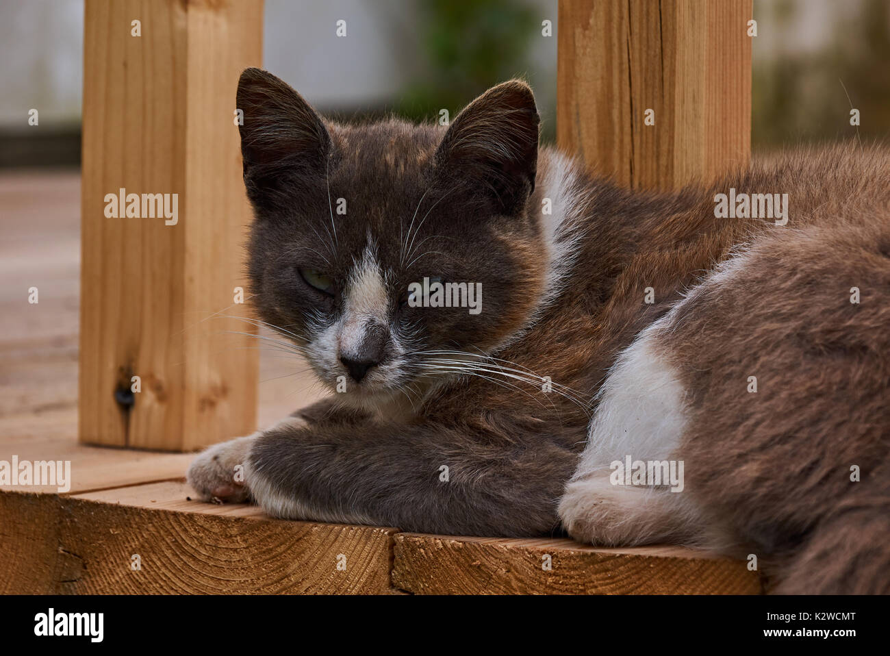 Un gato negro duerme en el porche cerca de la barandilla. Hocico, grandes bigotes, ojos. Pet, vida silvestre. Plyos, región de Ivanovo, Rusia. Gato en el porche Foto de stock