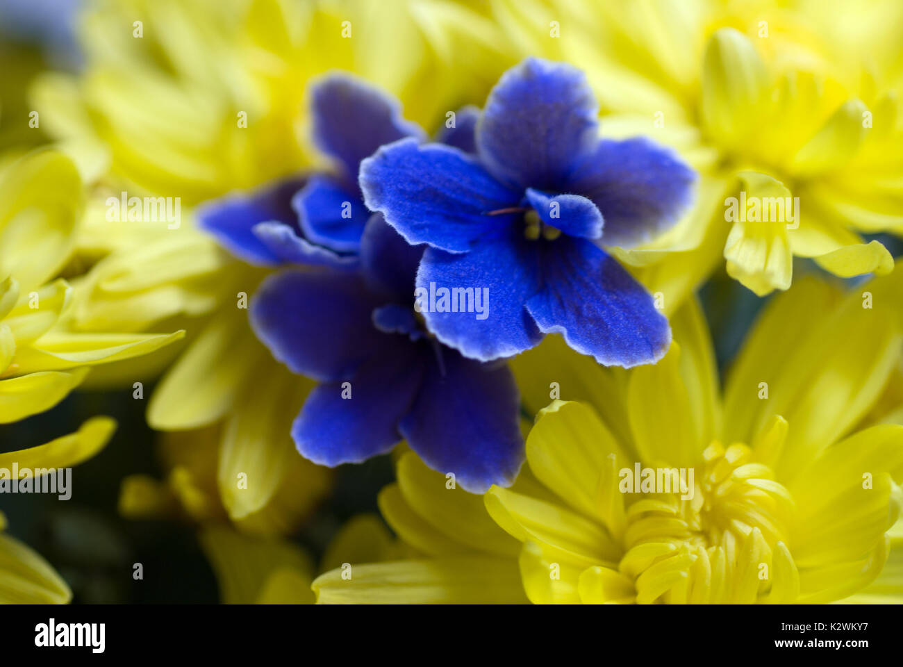 Violetas africanas furtivamente a través de alegres margaritas amarillas  Fotografía de stock - Alamy