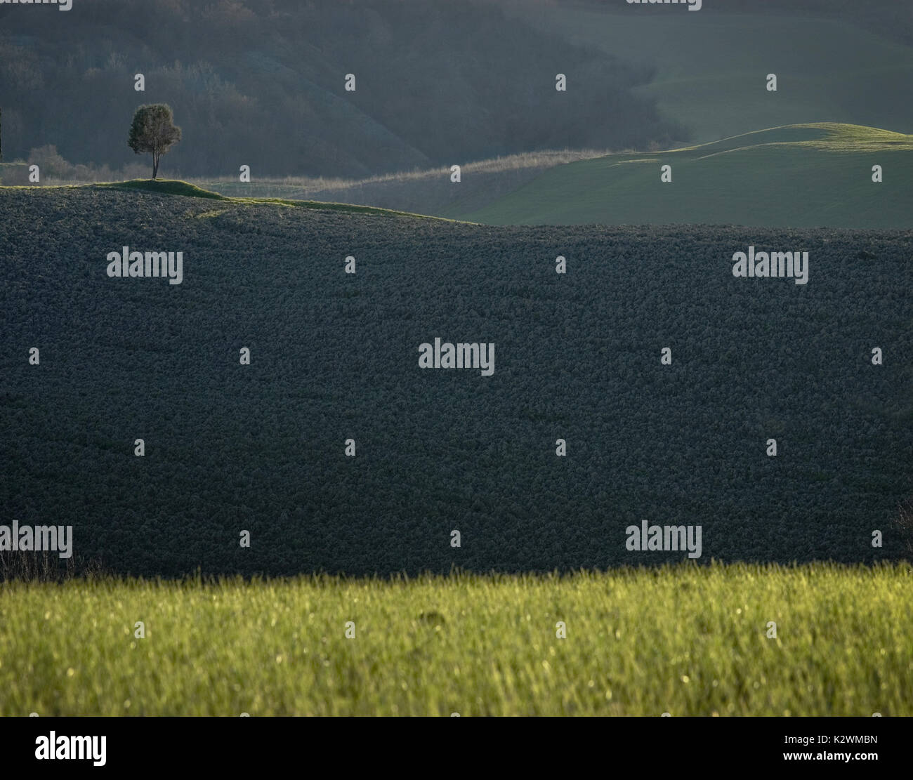 Un árbol en una hermosa y exuberante campo OFGREEN con el sol iluminando el primer plano proyecten sombras de la belleza y el PLACER FEMENINO, Italia Toscana. Foto de stock