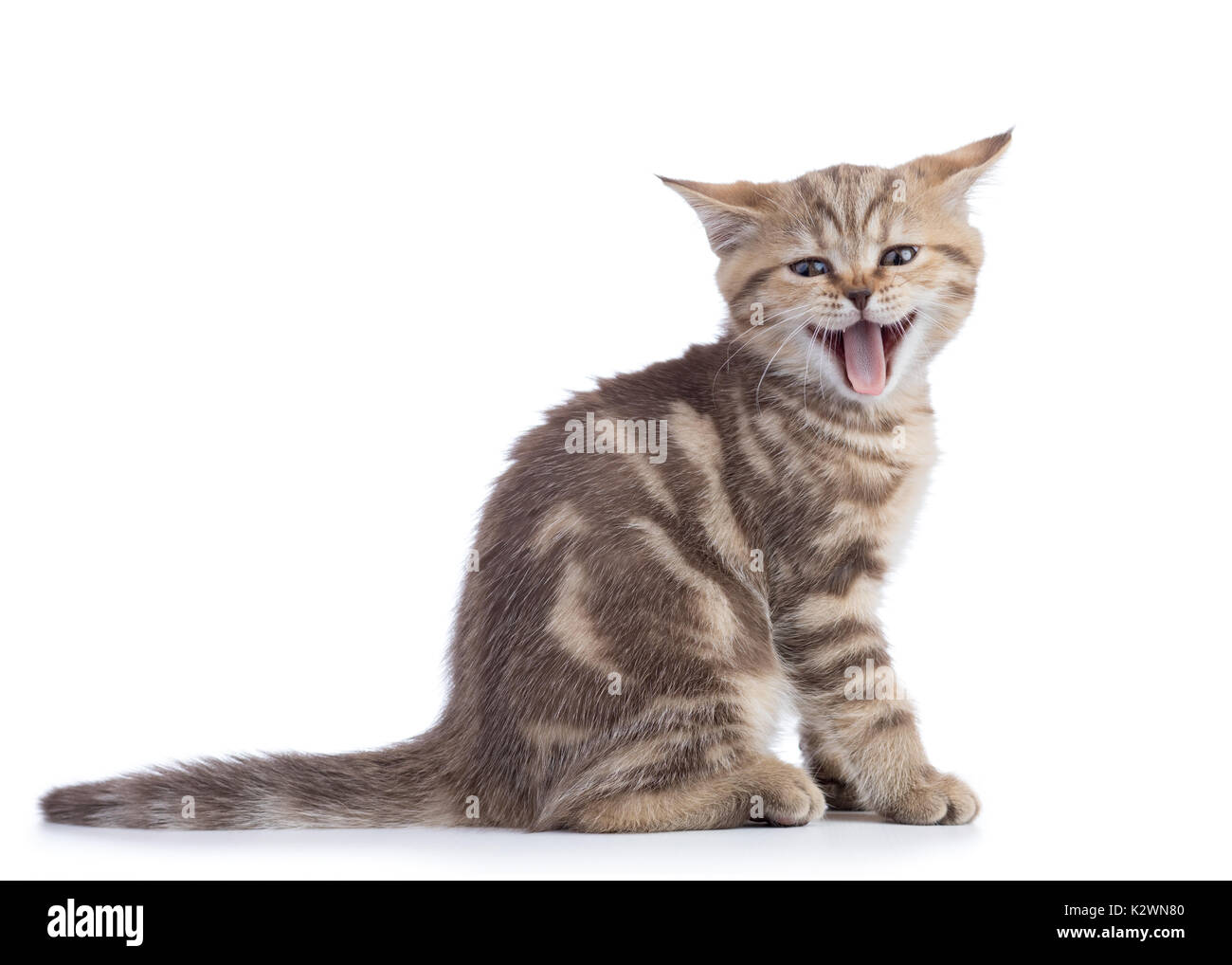 Pequeño gato gatito con la boca abierta del bostezo. Foto de estudio. Foto de stock