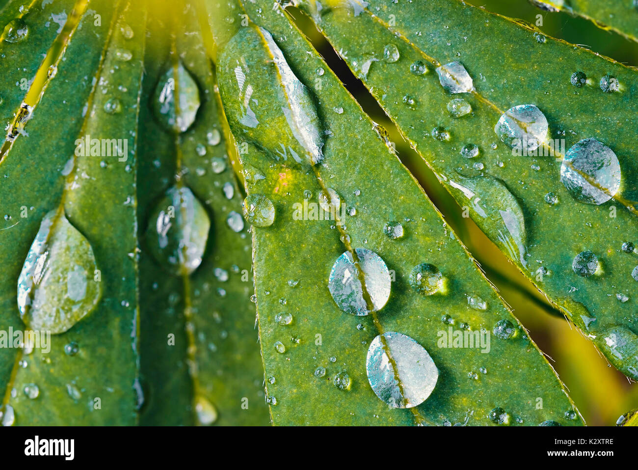 Las gotas de lluvia en una hoja, altramuz Regentropfen auf einem Lupinen-Blatt Foto de stock