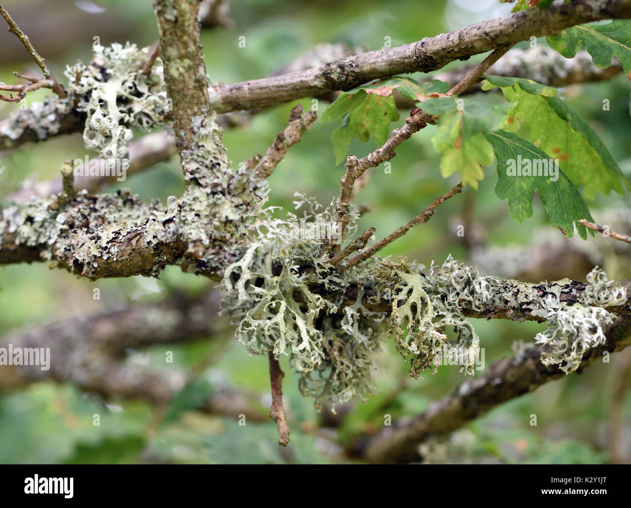 Una gran variedad de líquenes maduros crecen en un árbol de roble. Bedgebury Bosque, Kent, UK Foto de stock