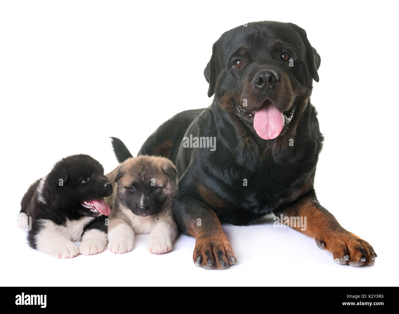 Cachorros Akita Americano y rottweiler delante de un fondo blanco  Fotografía de stock - Alamy