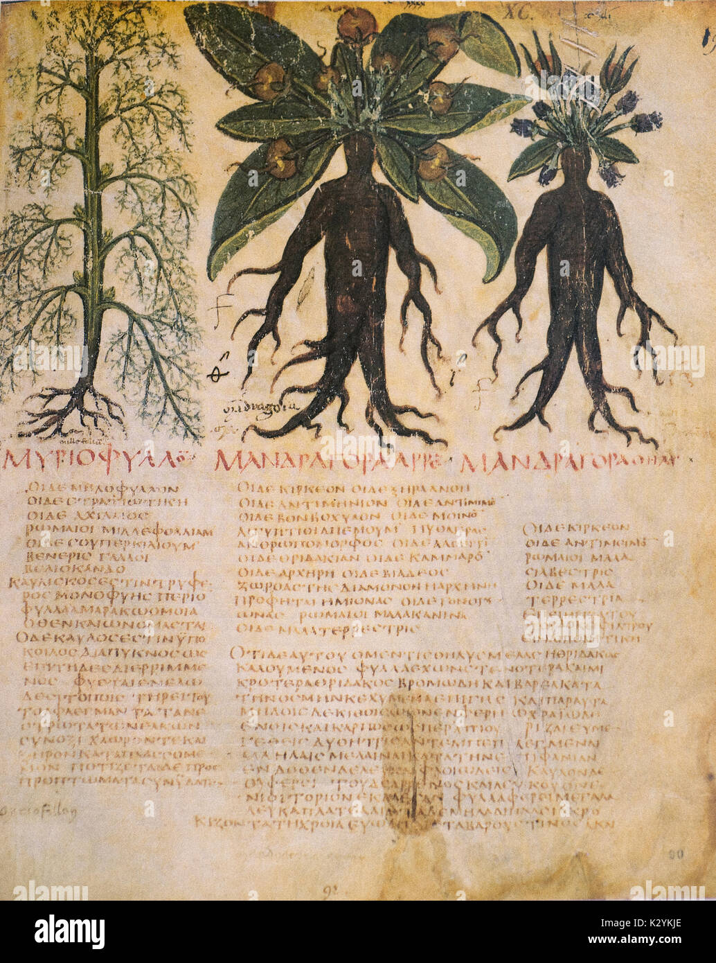 Mandragora officinarum - Mandrake Folio 90 del Nápoles Dioscurides, un manuscrito del siglo VII, Dioscurides Dioscurides, De Materia Medica (Nápoles, la Biblioteca Nazionale, Cod. Gr. 1) Foto de stock