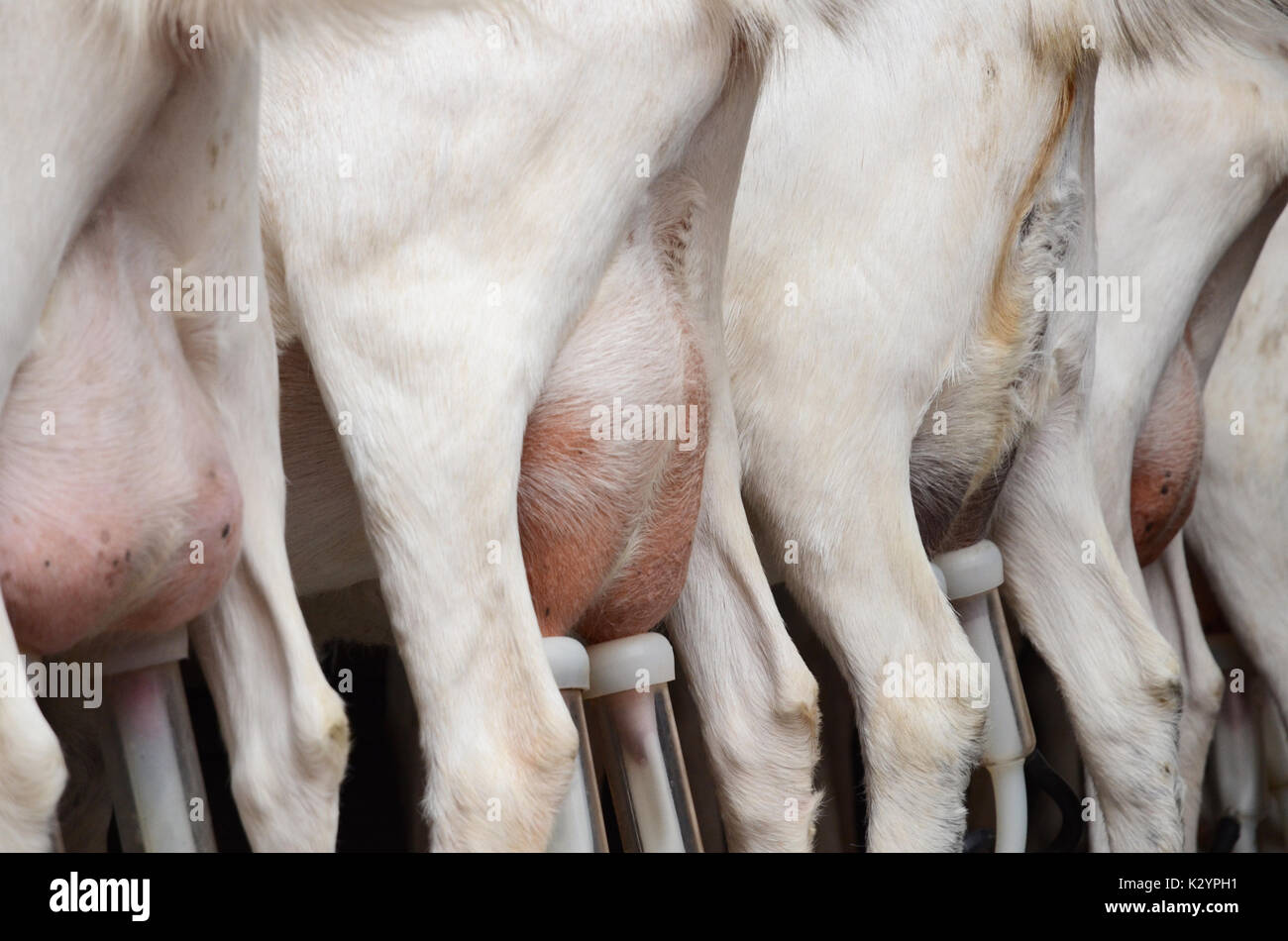 Las cabras blanco exprimido en una área de ordeño mecanizado Foto de stock