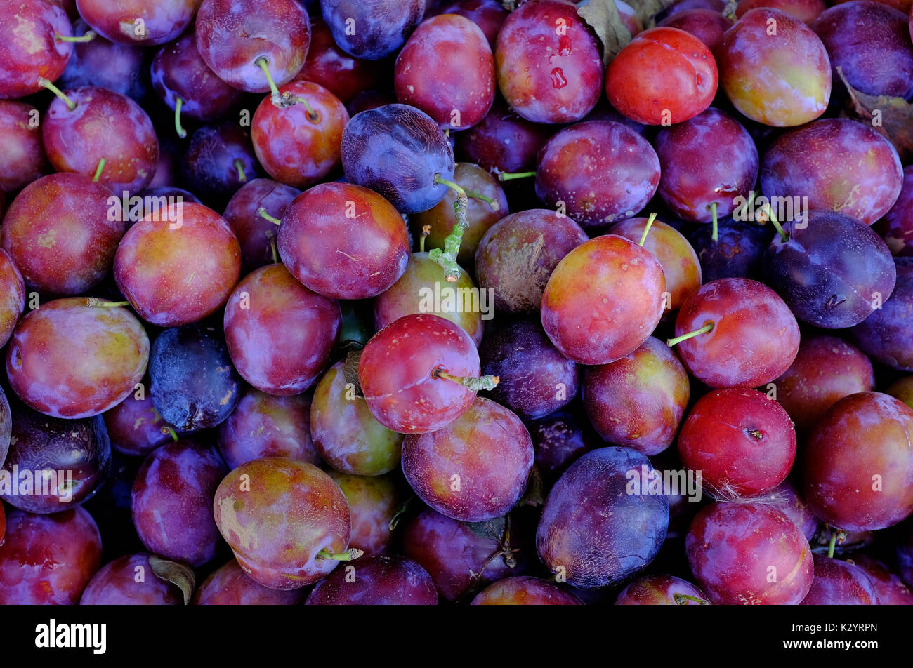 English plums fotografías e imágenes de alta resolución Alamy