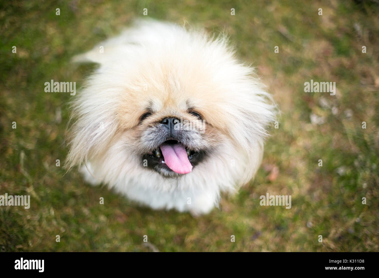 Pekinés perro purebred Fuzzy Foto de stock
