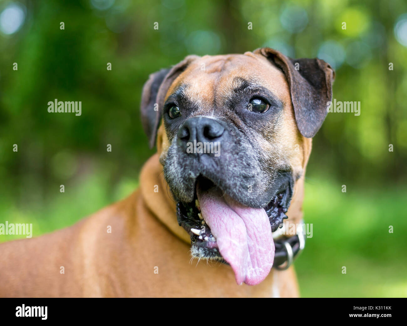 Un perro de raza boxer panting Foto de stock