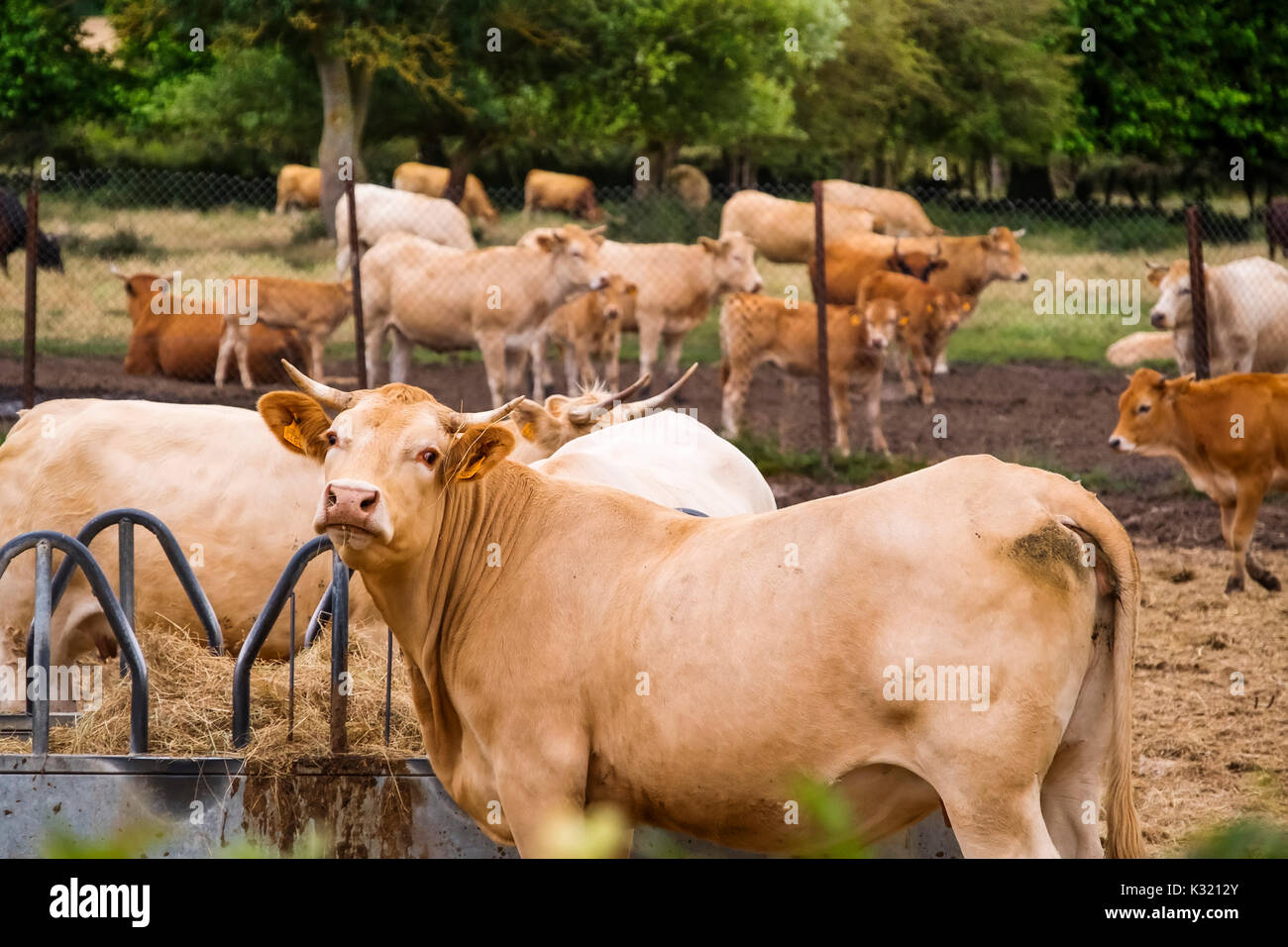 El ganado. Granja de vacas, Las Merindades County Burgos, Castilla y León, España, Europa Foto de stock