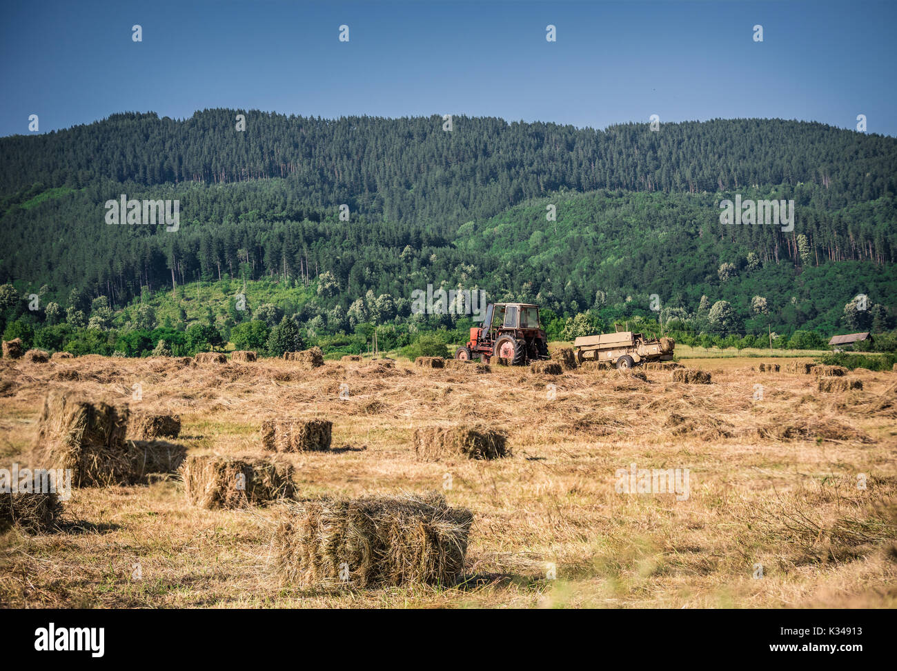 País Pastoral imagen cosecha cerca de la madera en Bulgaria. Foto de stock