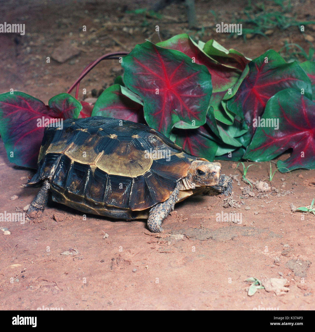 Bisagra del hogar en el bosque africano-back (Kinixys homeana tortuga). Foto de stock