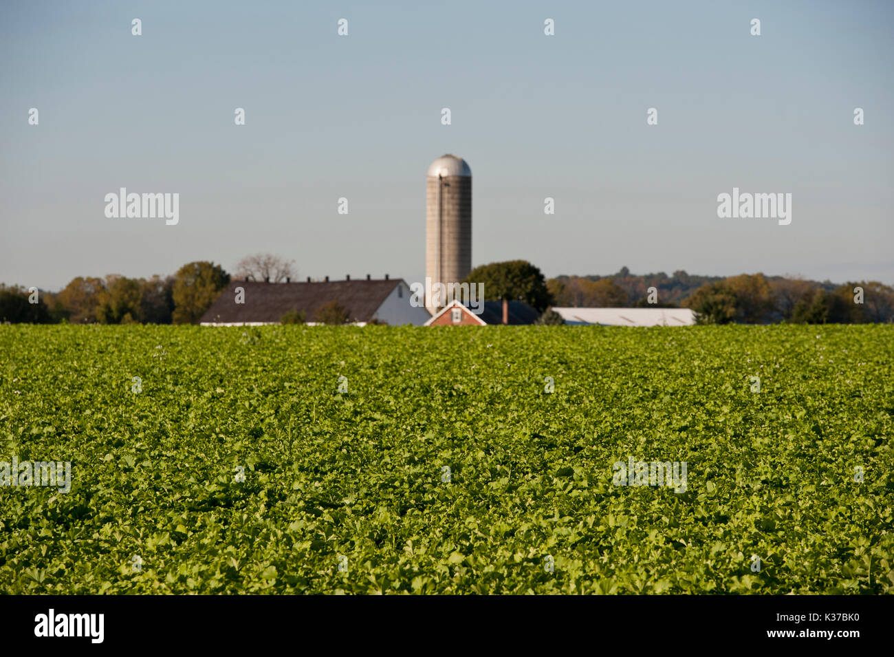 Campo Verde de rábano cultivo de cobertura y la granja en el fondo, LITITZ PENNSYLVANIA Foto de stock