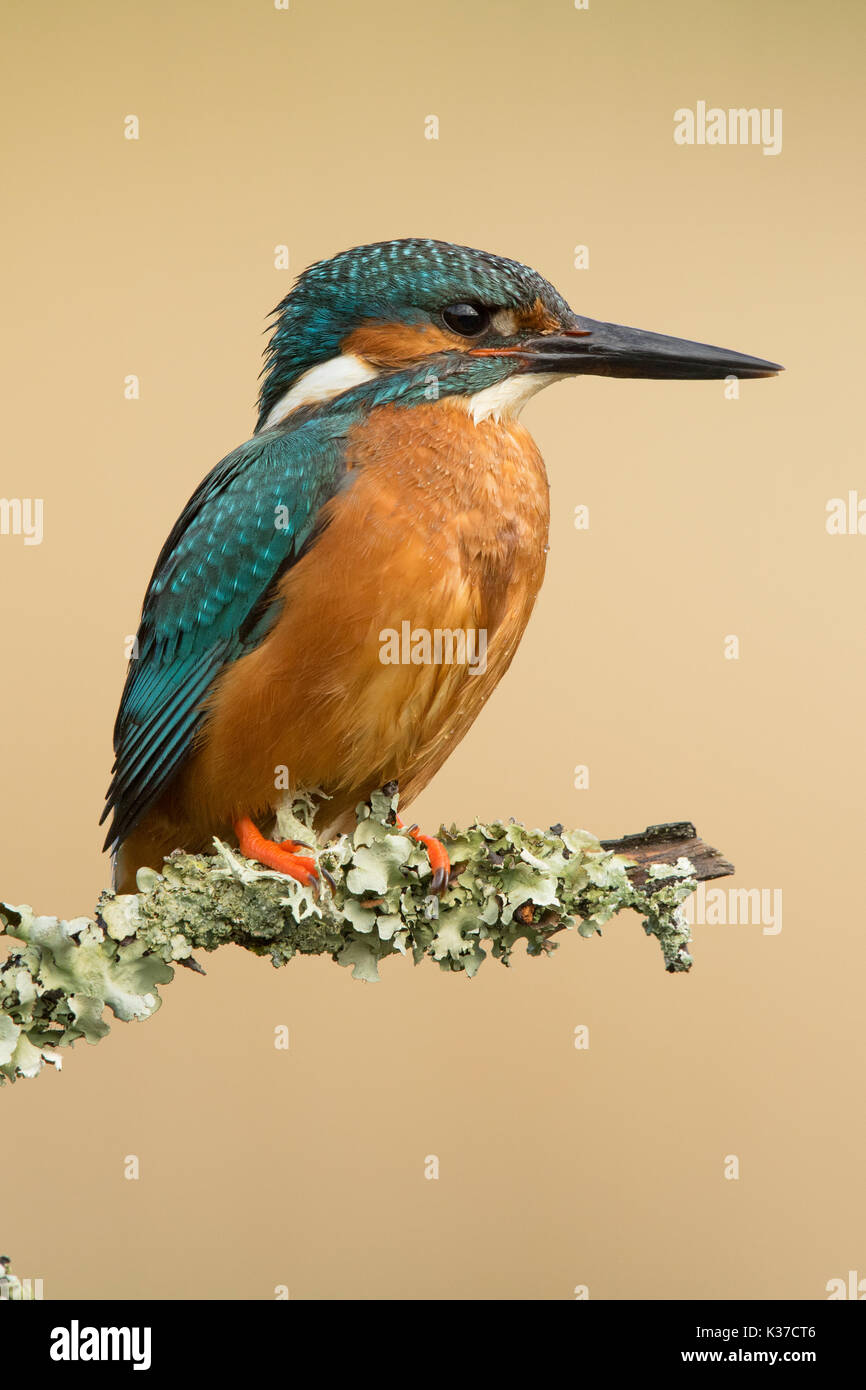 Kingfisher macho encaramado contra un precioso y verde de fondo difusa. Foto de stock