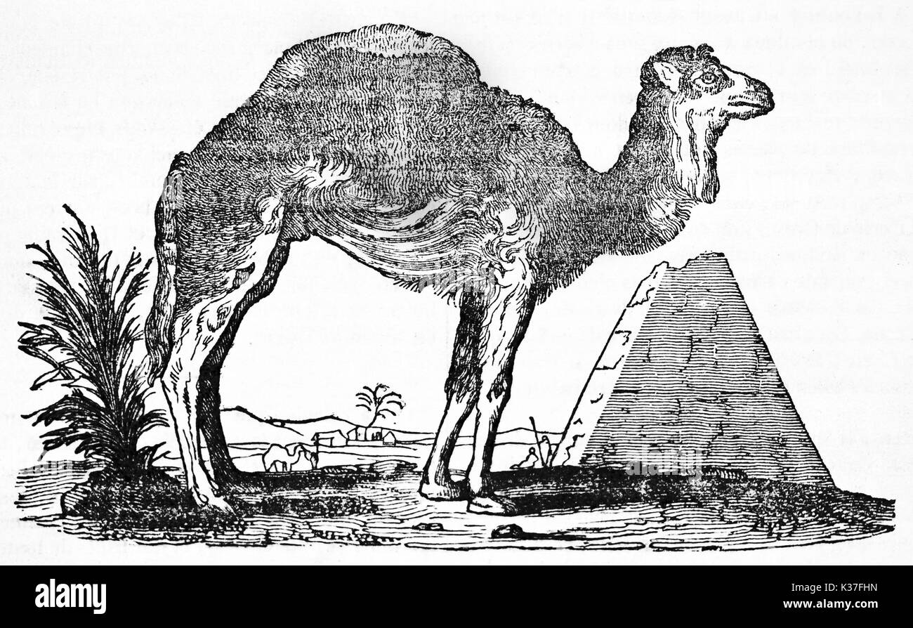 Dromedario (Camelus dromedarius) en el desierto con una pirámide de piedra en el fondo. Composición gráfica mínima. Ilustración antigua de autor desconocido publicado en el Magasin pintoresco París 1834. Foto de stock