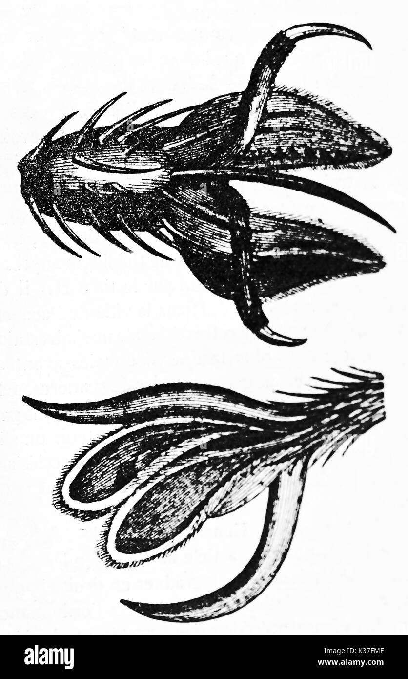Detalle de una pata de mosca bajo el microscopio, imágenes aisladas sobre fondo blanco. Ilustración antigua de autor desconocido publicado en el Magasin pintoresco París 1834. Foto de stock