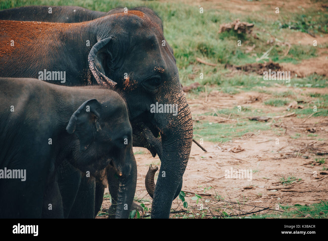 Una manada de elefantes cerca de Sri Lanka kegalle, en la provincia central de Sri Lanka. En Sri Lanka, el elefante (Elephas maximus maximus) es uno de los tres recogniz Foto de stock