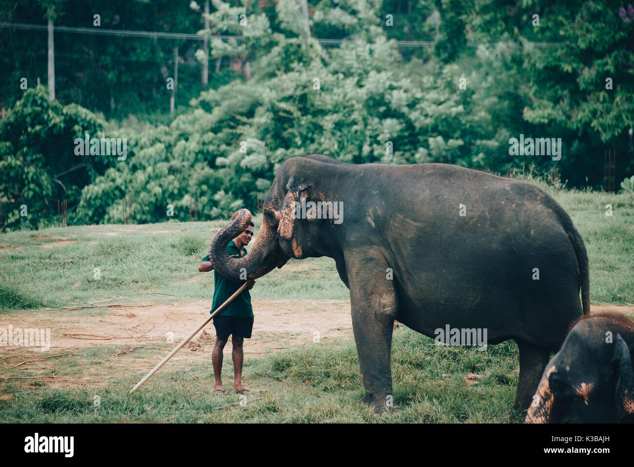 Distrito de Kegalle, Sri Lanka - Abril 18, 2017: Un joven elefante de Sri Lanka con su mahout cerca Kegalle, en la Provincia Central de Sri Lanka. La Sri Lanka Foto de stock