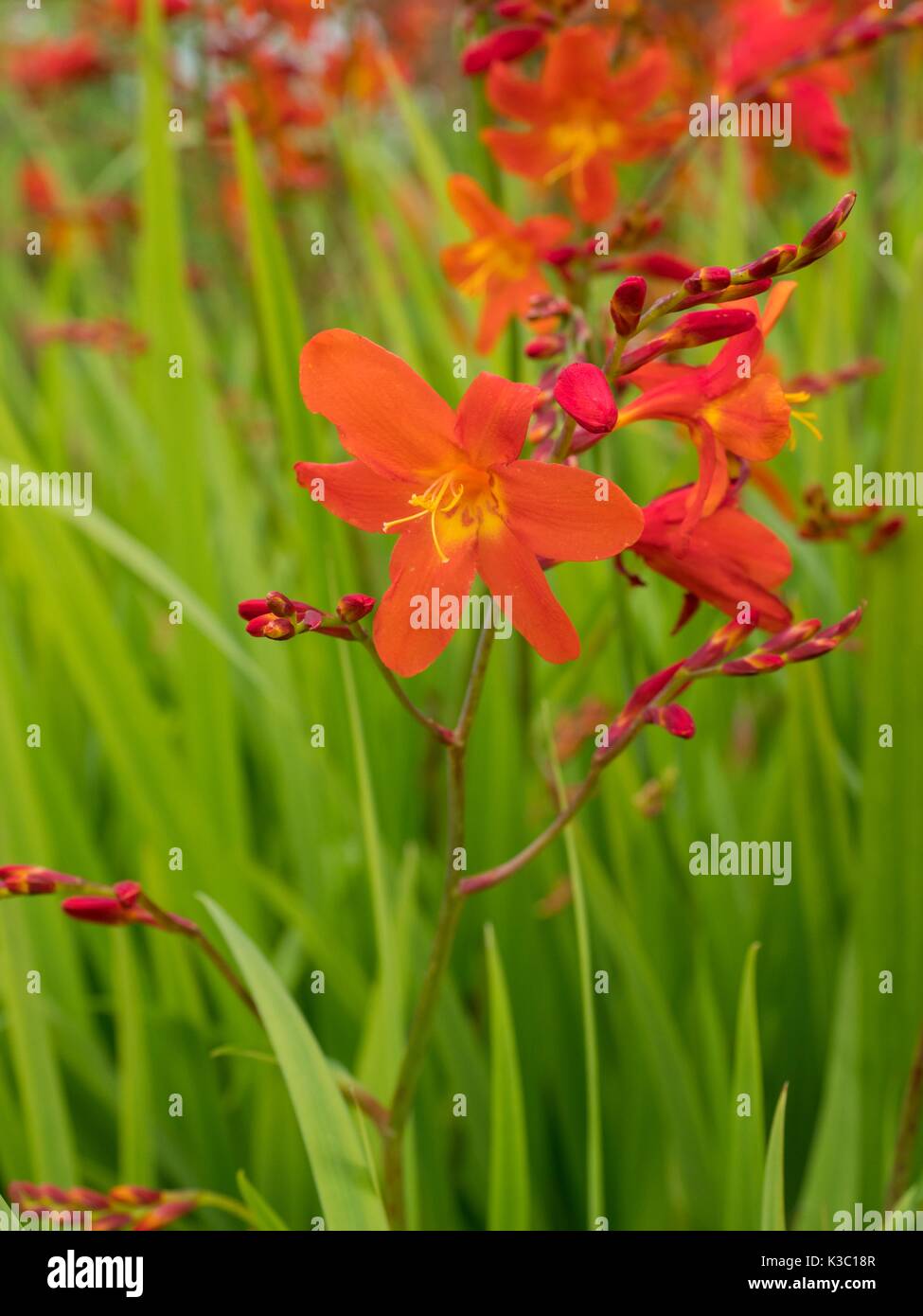 × crocosmioides Crocosmia Castle Ward "tardía" montbretia Castle Ward "tarde" Foto de stock