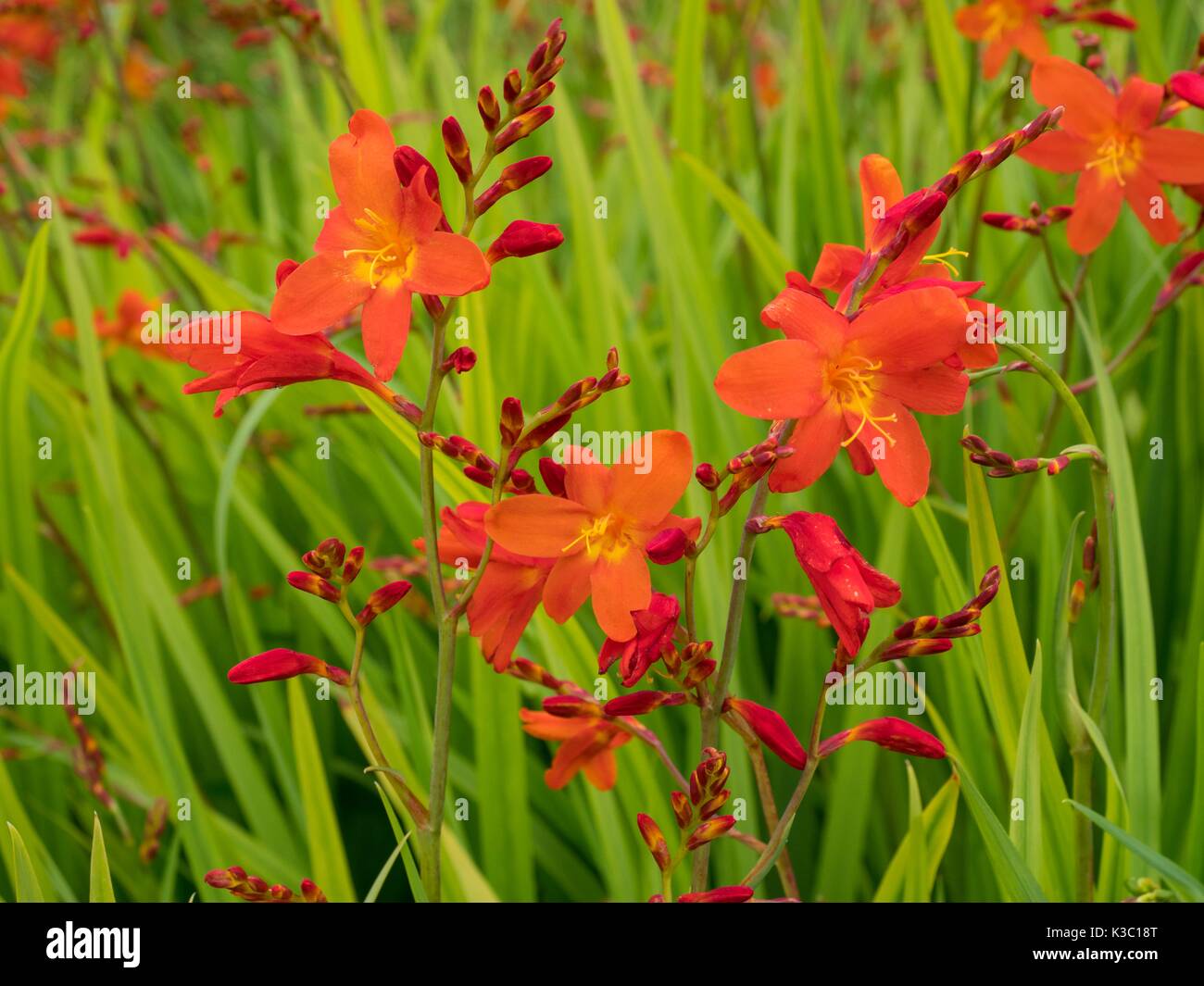 × crocosmioides Crocosmia Castle Ward "tardía" montbretia Castle Ward "tarde" Foto de stock