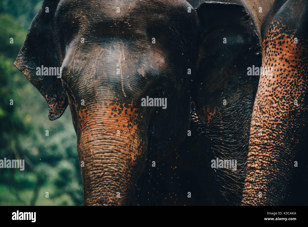 Una manada de elefantes cerca de Sri Lanka Kegalle, en la Provincia Central de Sri Lanka. En Sri Lanka, el elefante (Elephas maximus maximus) es uno de los tres recogniz Foto de stock