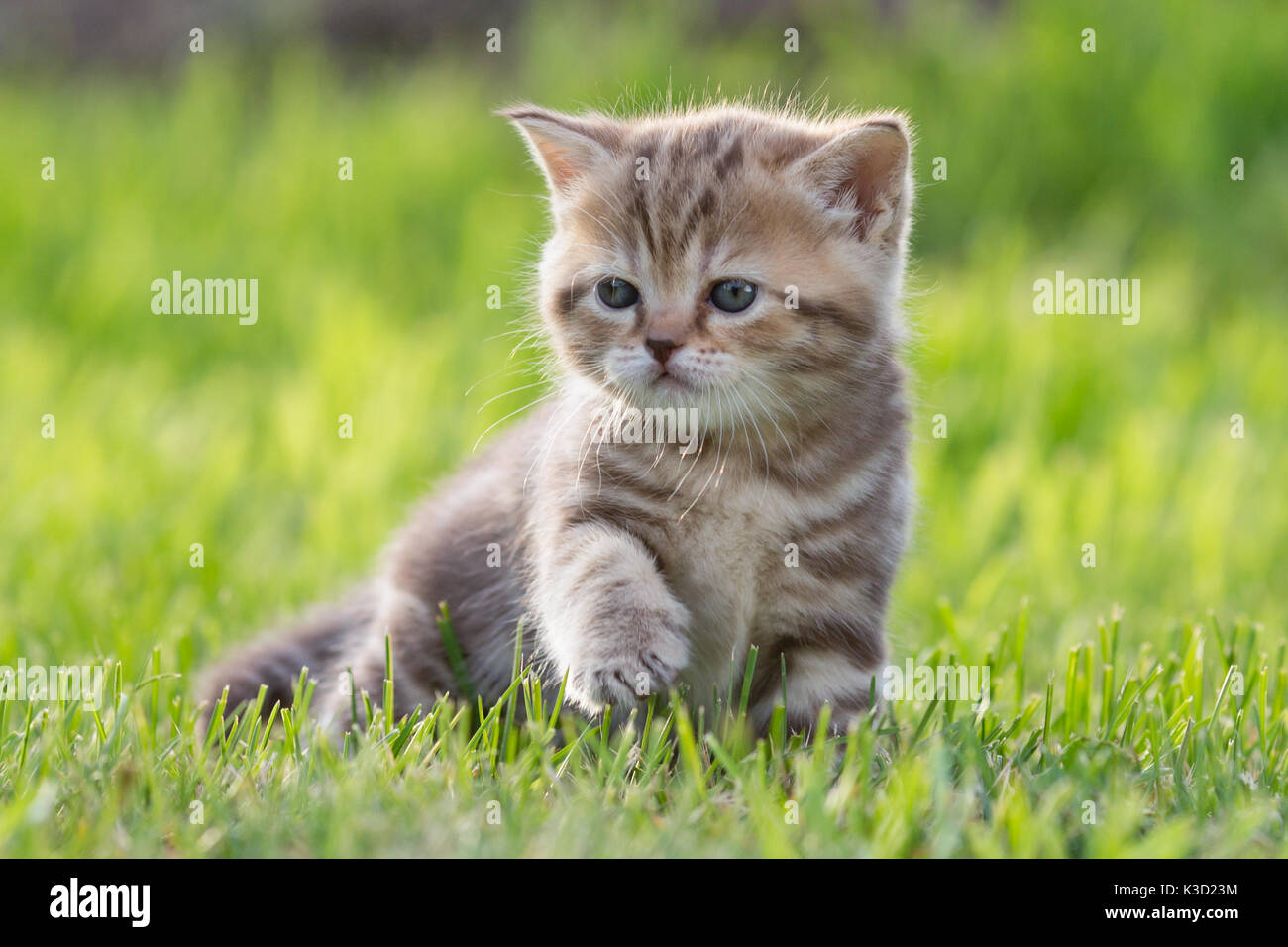 Bebé gato o gatito en la pasto verde Foto de stock