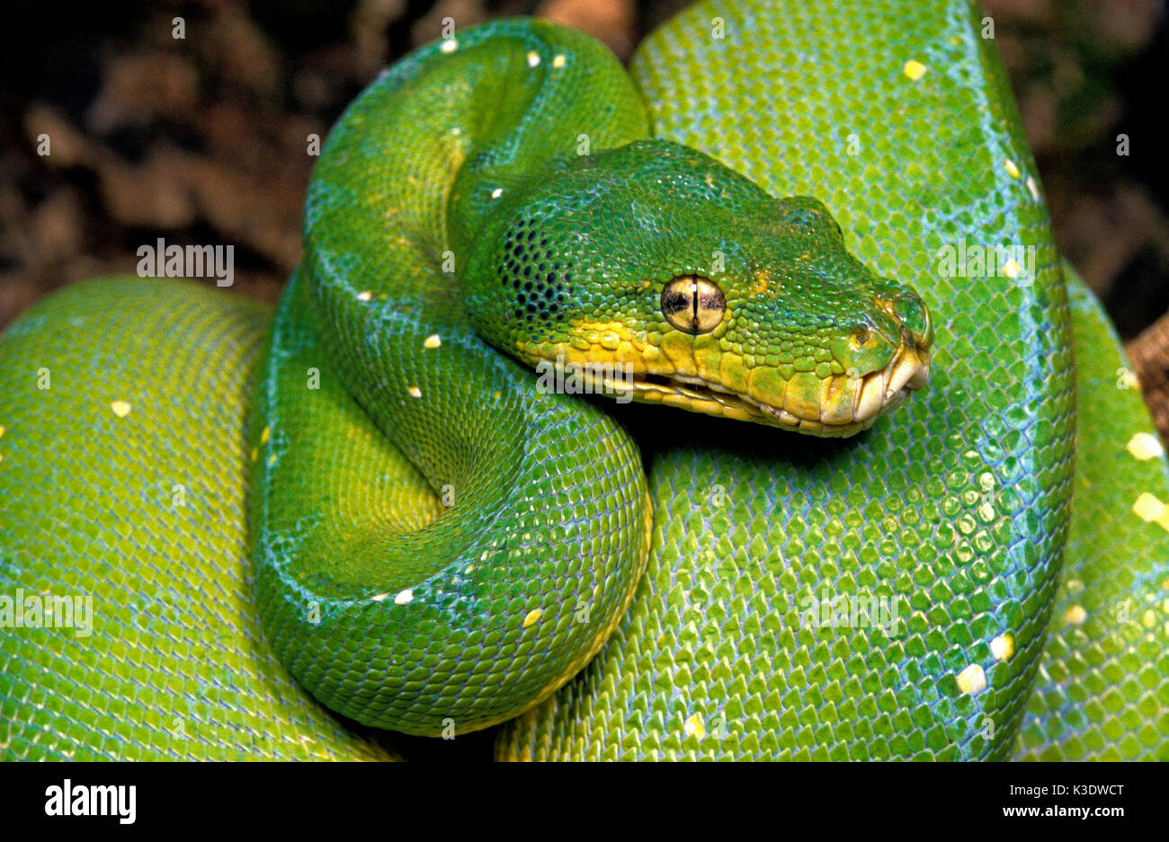 Green Tree python, Morelia viridis, Foto de stock