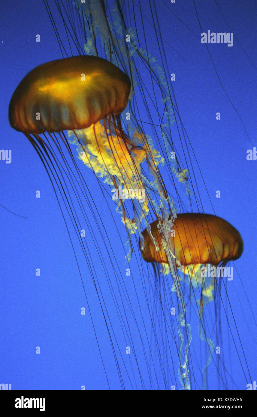 Las medusas luminosas, Pelagia noctiluca, medio más cerca Foto de stock
