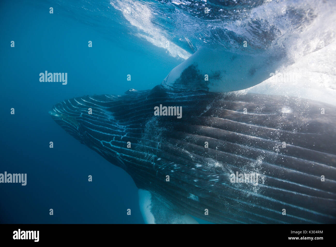 La ballena jorobada, Megaptera novaeangliae, socorro, las Islas Revillagigedo, México Foto de stock