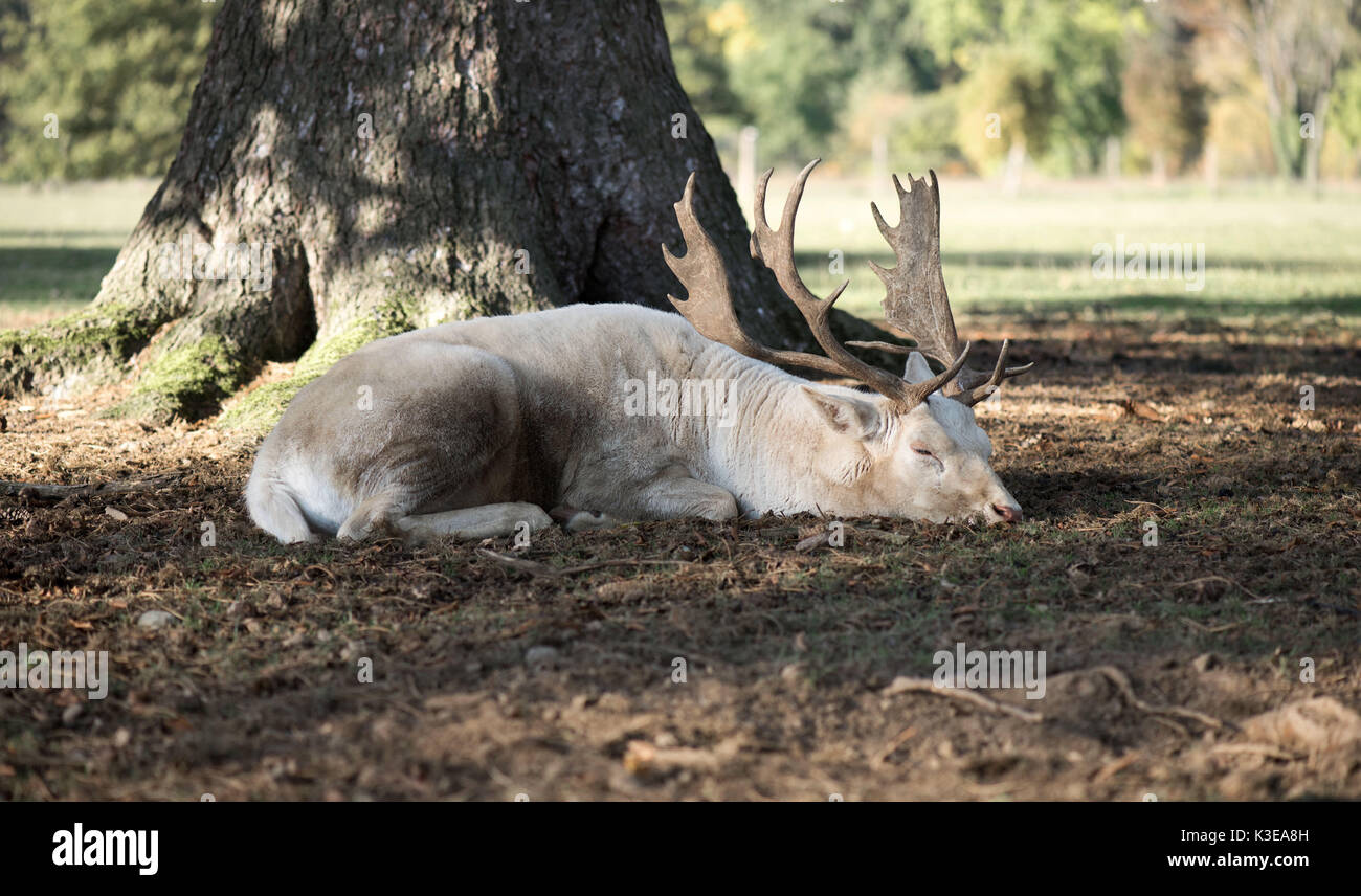 El venado blanco dormir solos al lado del árbol Foto de stock