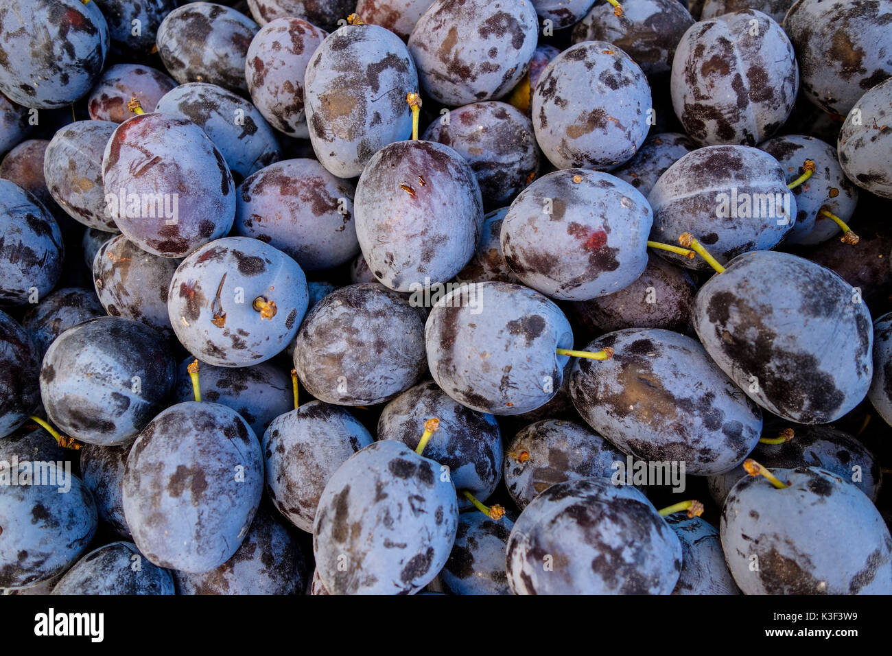 Las ciruelas, Prunus domestica, medio más cerca Foto de stock